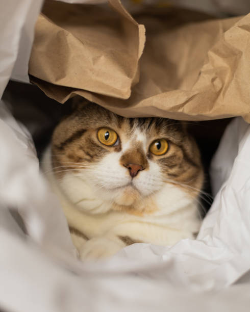 大きなスコットランドの猫は紙の中に横たわっています - domestic cat bag shopping gift ストックフォトと画像