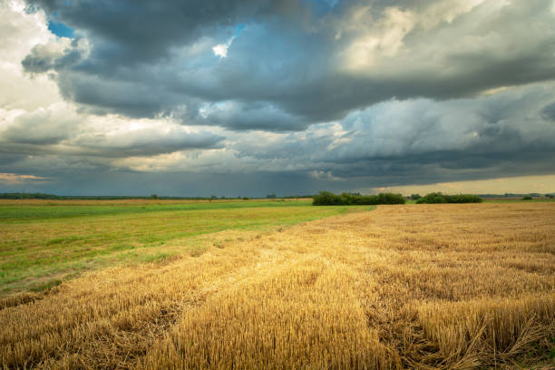 istock Cloudy sky over a stubble field, picturesque eastern Poland 1441145722