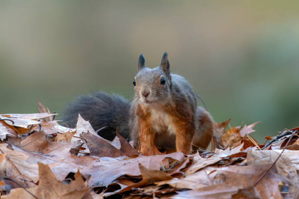 istock Red Squirrel (Sciurus vulgaris) in an forest covered with colorful leaves. 1441145899