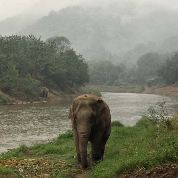 istock Elephant by River with Fog 1441146116