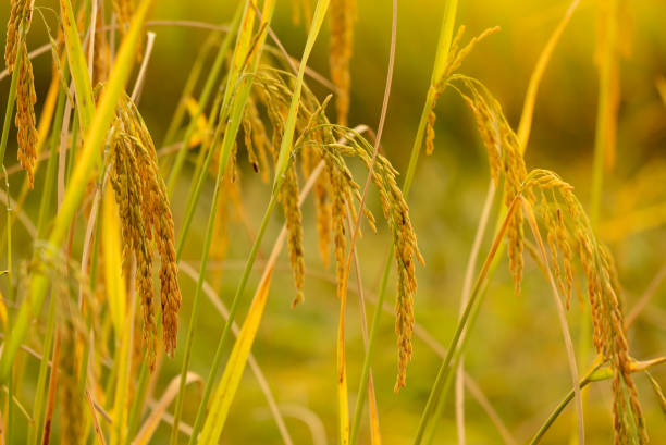 istock Rice plantation in organic farm 1441148222