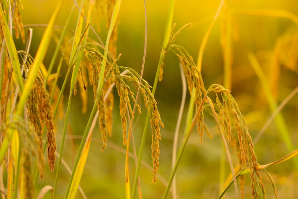 istock Rice plantation in organic farm 1441148428