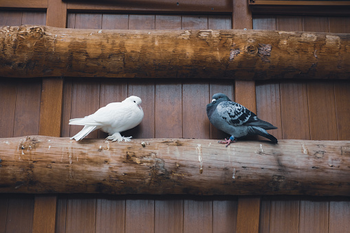 Dove - Bird, Bird, White Color, Love - Emotion, Pigeon