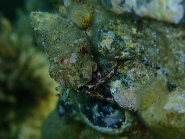 istock Striped hermit crab or rocky-shore hermit crab (Pagurus anachoretus) extreme close-up undersea 1441150314