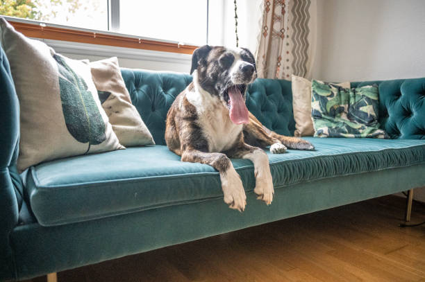 istock Dog in a livingroom 1441151602