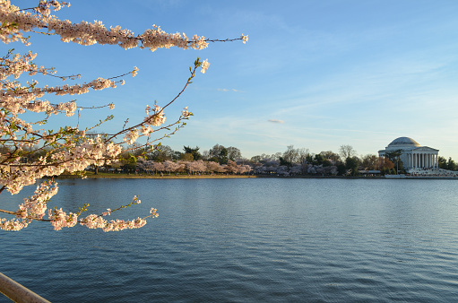 Washington DC Cherry Blossom Peak Bloom springtime