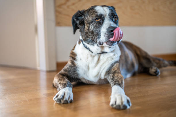 istock Sweet Dog Outside 1441151851