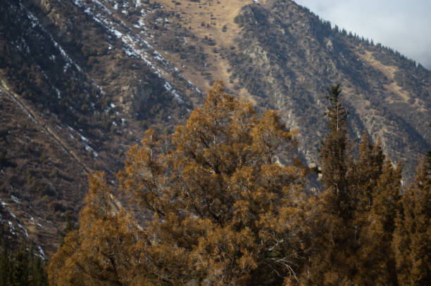 istock Ala-Archa river wooded mountain gorge 1441153002