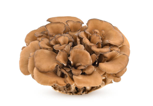 istock maitake mushrooms isolated on white background 1441153291