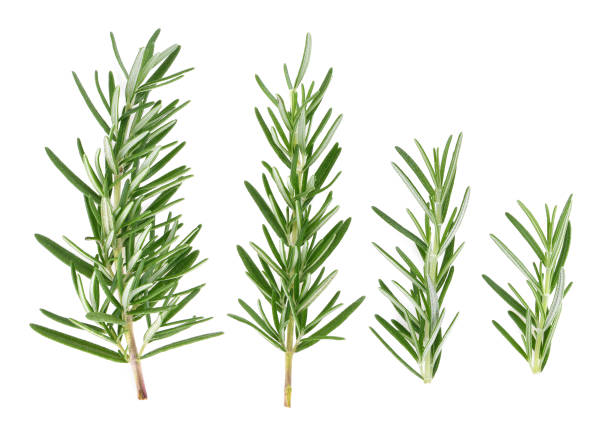 Rosemary isolated on white background Top view of Rosemary isolated on white background rosemary stock pictures, royalty-free photos & images