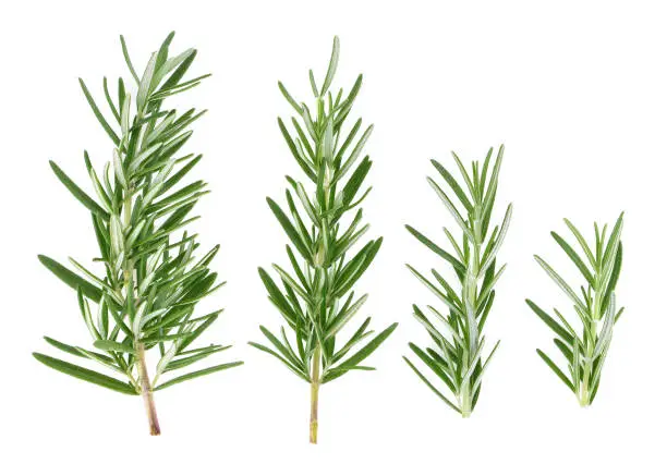 Top view of Rosemary isolated on white background