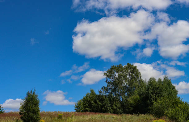 City park. Panorama of a beautiful park