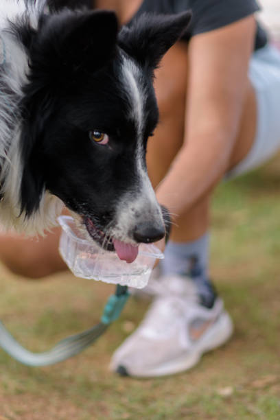 A teenage girl is helping her pet dog for a bath during lockdown in Malaysia.
