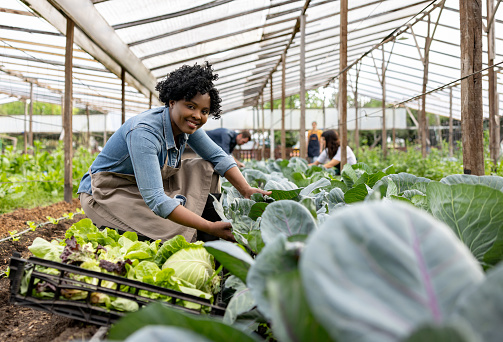 Happy African American woman harvesting lettuce while working at an organic farm - food industry concepts