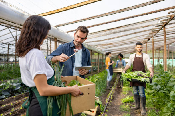 istock Manager doing quality control on some vegetables hervested from his organic farm 1441154971