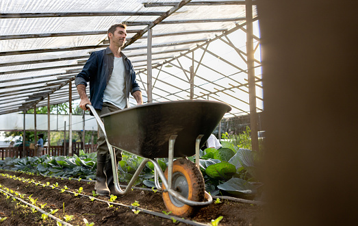 Latin American farm worker using a wheelbarrow while working in agriculture