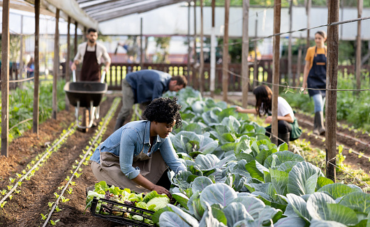 Group of Latin American farmers harvesting vegetables at an organic farm - agricultural activity concepts