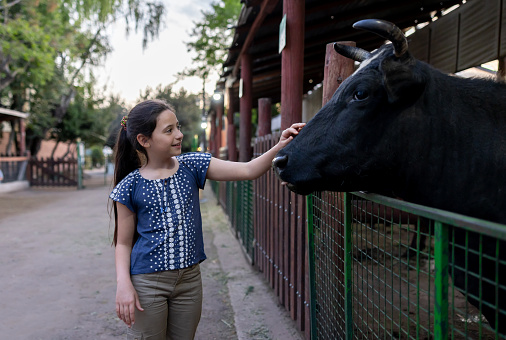 Happy Latin American girl stroking a cow at an animal farm and smiling - lifestyle concepts