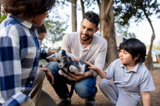 istock Father teaching their children how to handle a lamb at a farm 1441155011