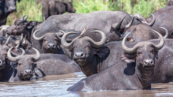 Buffalo wildlife animals midday at waterhole cooling off close-up photo of powerful mammals alert in wilderness park reserve.