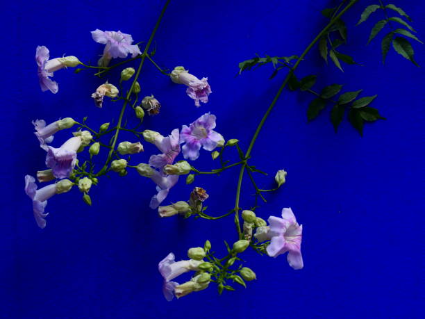 большая роза на синей стене, сад мажорель, марракеш, марокко - podranea ricasoliana фотографии стоковые фото и изображения