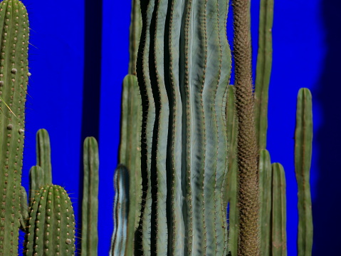 Cactus, Majorelle garden, Marrakech
