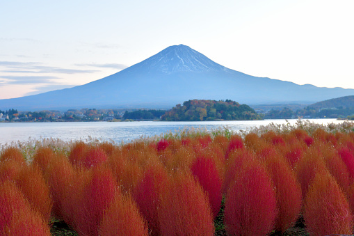 Ft. Fuji with colorful kochia scopania  in front, taken at Oishi Park, Kawaguchi Lake, Yamanashi Prefecture, Japan. Oishi Park, public park, is located by Lake Kawaguchi and open to the public free of charge.