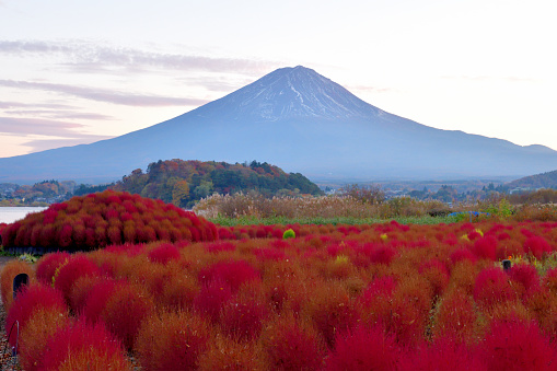Ft. Fuji with colorful kochia scopania  in front, taken at Oishi Park, Kawaguchi Lake, Yamanashi Prefecture, Japan. Oishi Park, public park, is located by Lake Kawaguchi and open to the public free of charge.