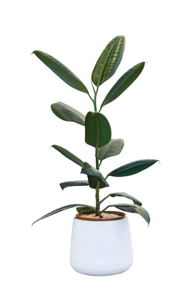 istock House plant in pot isolated on white background with clipping path 1441158978