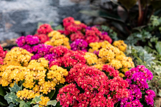 istock Background of multicolored Kalanchoe flowers 1441160588