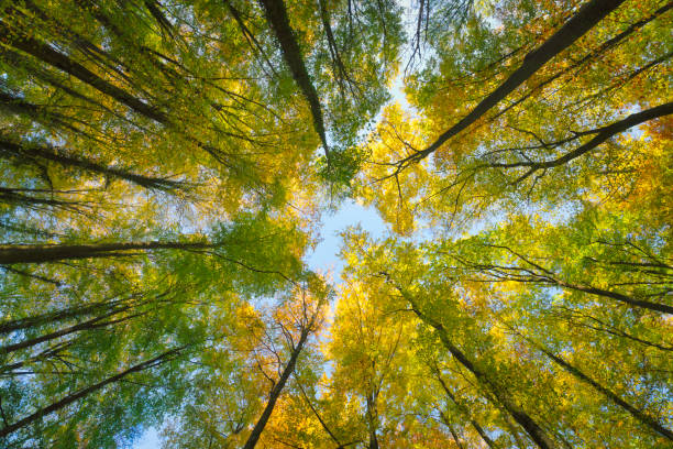 istock Fall autumn treetops upward view from a ground 1441160662