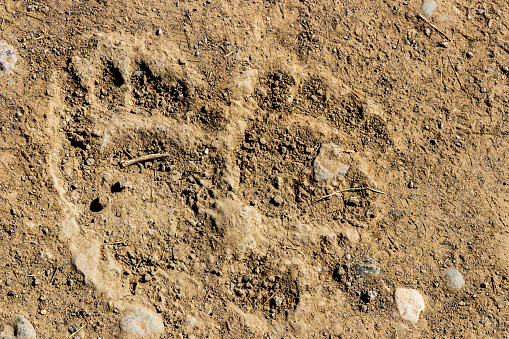 Bear track in the mud at Yellowstone national park.USA.
