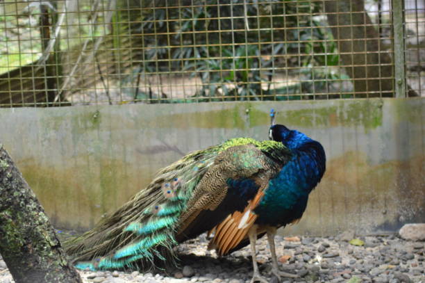 istock blue peacock at Ragunan Zoo, Jakarta 1441161123