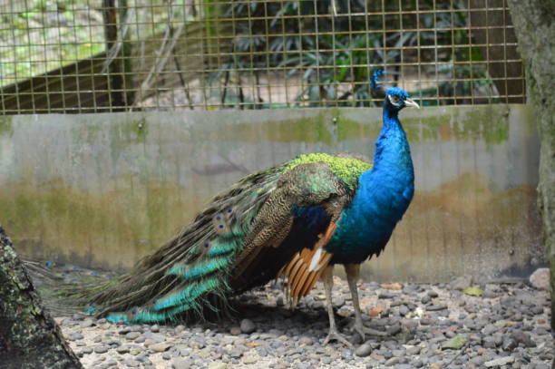istock blue peacock at Ragunan Zoo, Jakarta 1441161132
