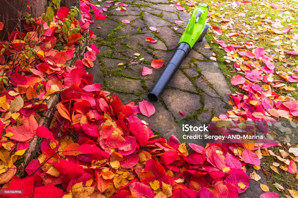 An electric cordless leaf blower lies on a walkway near the red leaves of the scumpia in autumn. Autumn Stock Photo