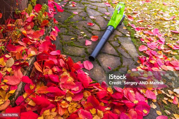An Electric Cordless Leaf Blower Lies On A Walkway Near The Red Leaves Of The Scumpia In Autumn Stock Photo - Download Image Now