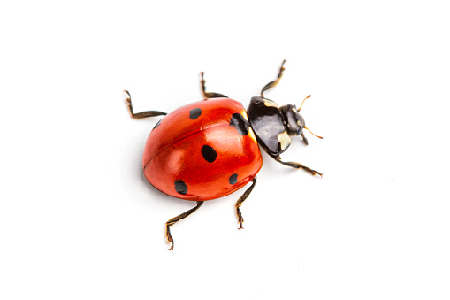 Macro shot of red adybug and aphids on garden plant leaf