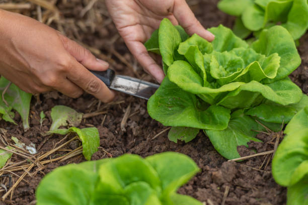 istock Carved vegetables, small trees, medium trees, large trees ready to be cut. Cutting is available in both green and purple colors that are fertile, strong, beautiful, organic without fertilizers. 1441163779