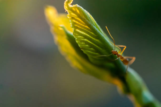 istock Mulberry tree growing shoots and fruit. Walking ants. Backlit. As the sun is setting. Close up. 1441163830