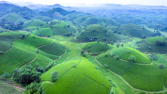 The Long Coc tea valley is in Phu Tho Province’s Tan Son District, one of the most beautiful tea plantations in Vietnam.