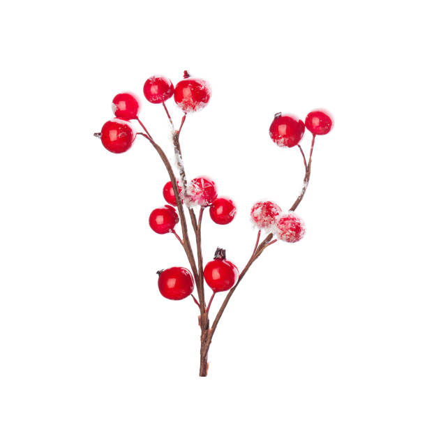 istock Christmas decoration red berries holly isolated on white background 1441165416