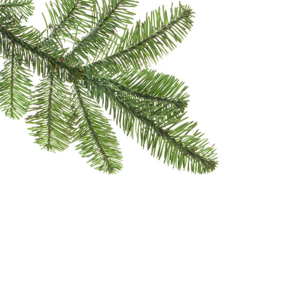 istock Green Christmas tree branch on white card background 1441165430