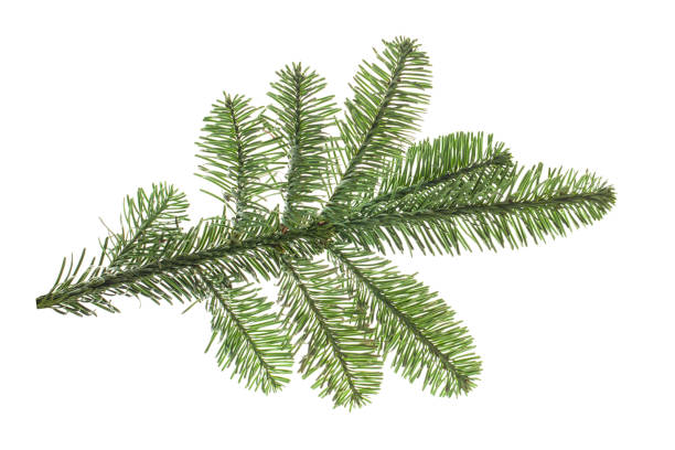istock Christmas tree branch isolated on white background 1441165431