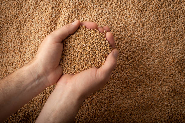 istock Human caucasian handfuls with wheat kernels over grain background 1441166205