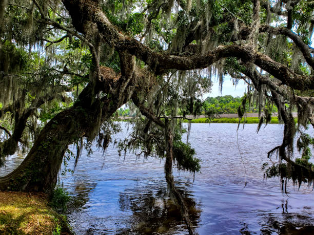 Moss covered large tree hanging over a flowing river. South Carolina.