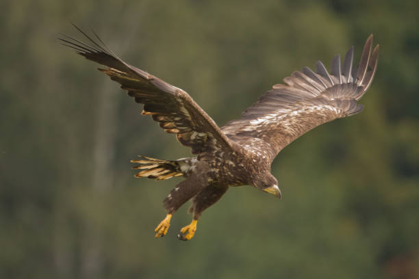 istock Majestic predator White-tailed eagle, Haliaeetus albicilla in Poland wild nature 1441167000