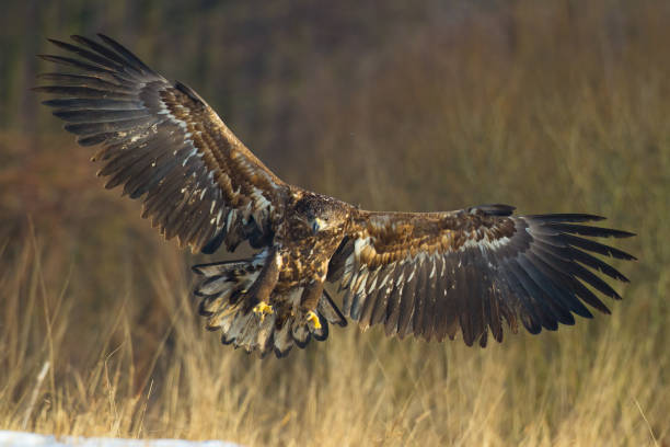 istock Majestic predator White-tailed eagle, Haliaeetus albicilla in Poland wild nature 1441167021