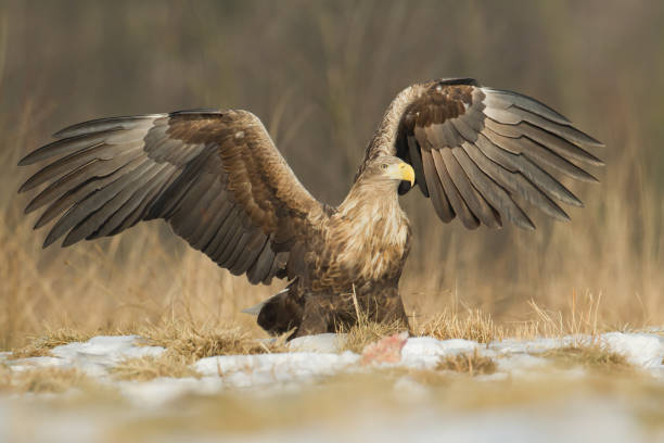 istock Majestic predator White-tailed eagle, Haliaeetus albicilla in Poland wild nature 1441167023