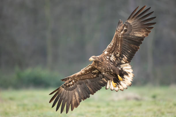 istock Majestic predator White-tailed eagle, Haliaeetus albicilla in Poland wild nature 1441167104