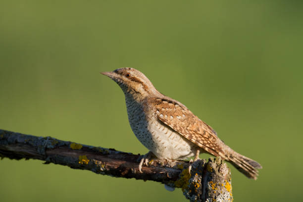 Bird Wryneck Jynx Torquilla sitting on the branch, green background Bird Wryneck Jynx Torquilla sitting on the branch, green background, Poland europe, spring time eurasian-wryneck stock pictures, royalty-free photos & images
